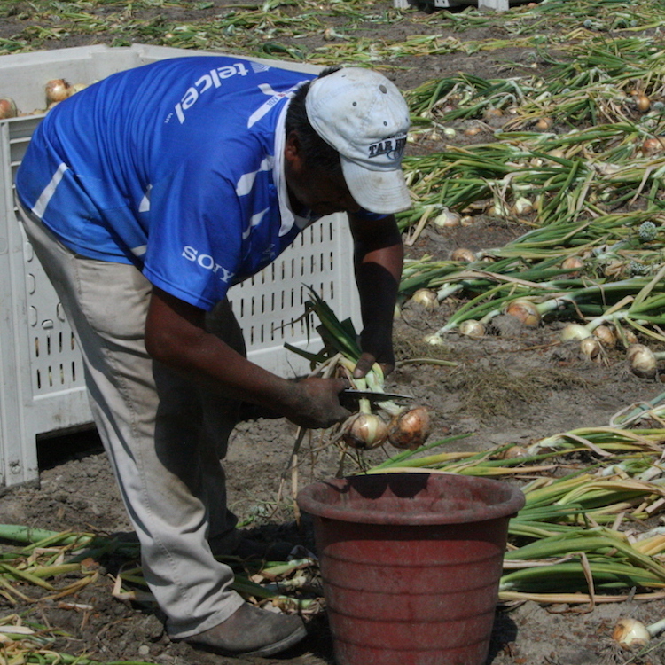 GFB Works with Federal Officials & Ag Allies to Ensure Stable Labor Supply Amid COVID-19